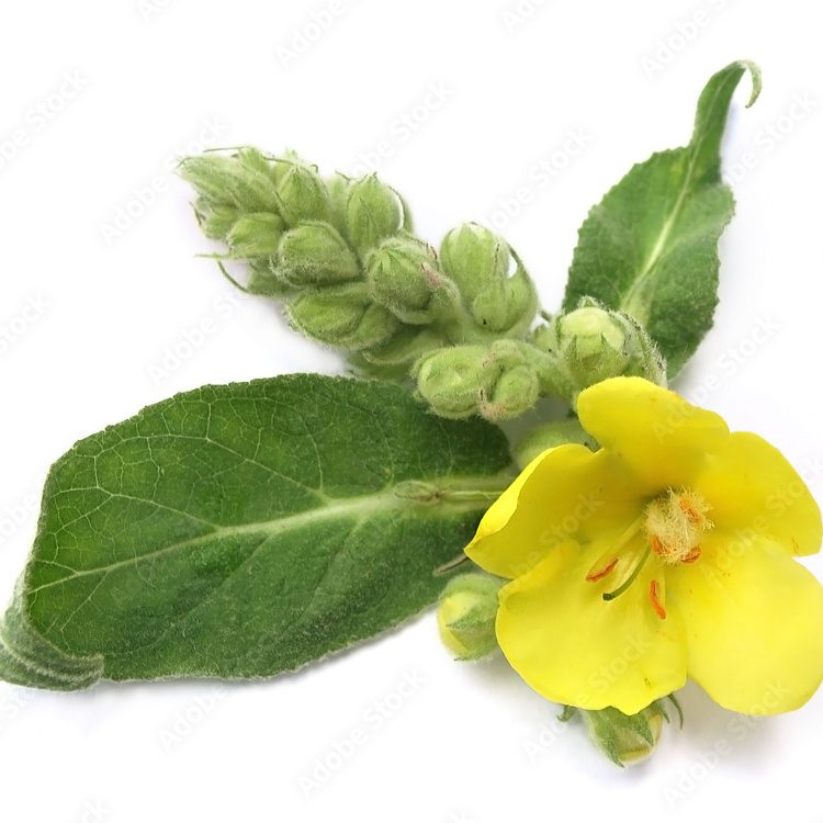 Mullein leaf to treat ear infections